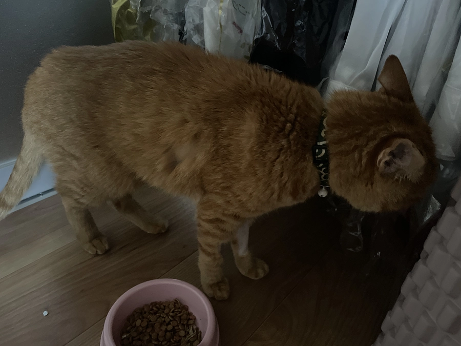 虎徹🐯　頑張って生きてる