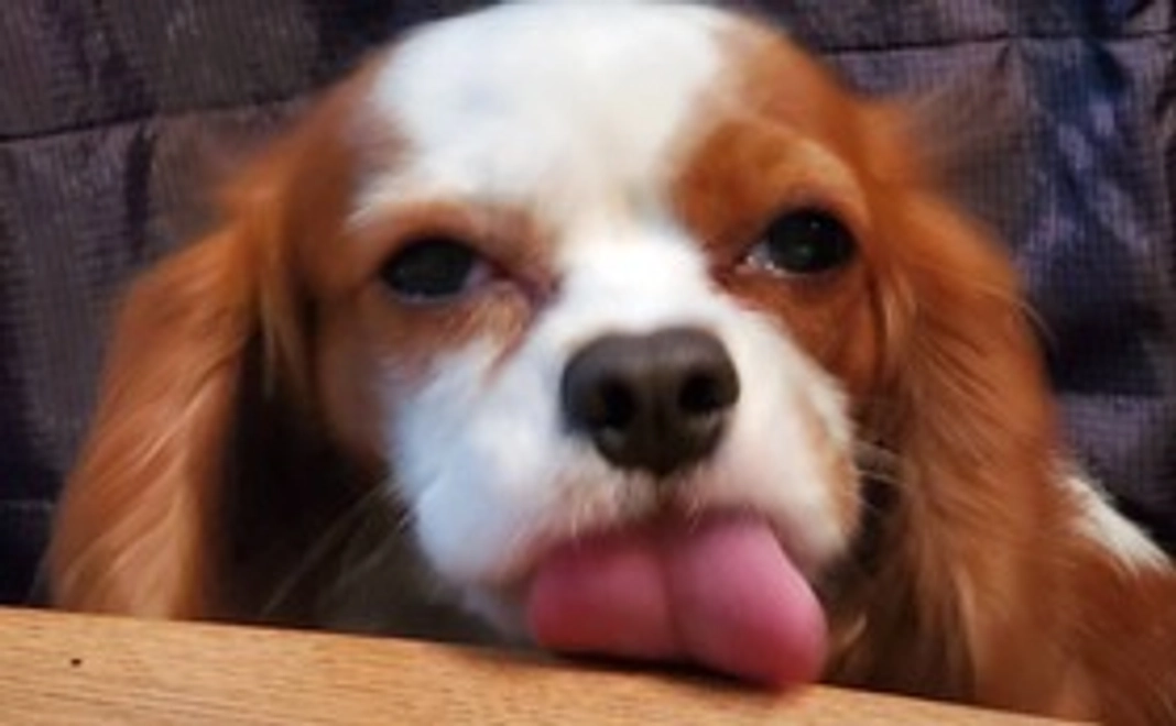 ジジくん応援コース１