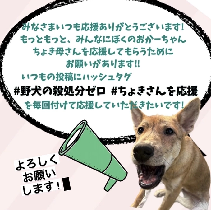 拡散協力のお願い！#野犬の殺処分ゼロ #ちょきさんを応援　の2つをつけて応援投稿してください