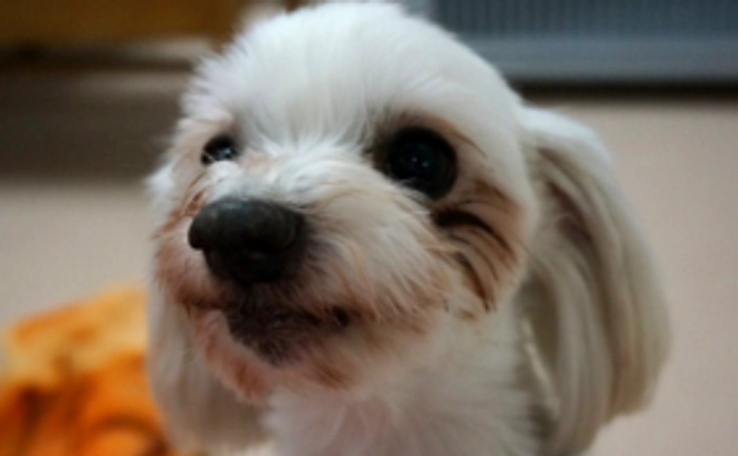 保護犬が安心して暮らせるご支援を!