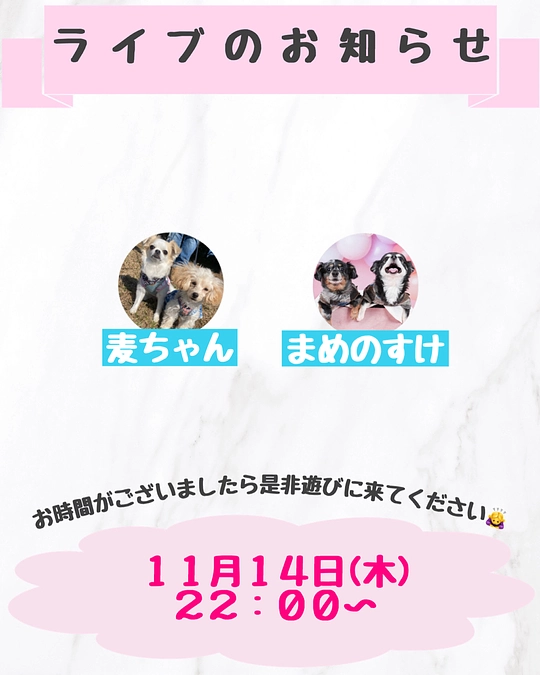 明日ライブします