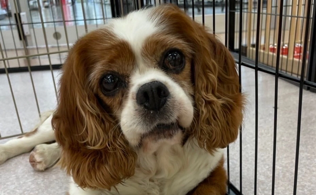 ルイへのご支援1(リターン不要の方)