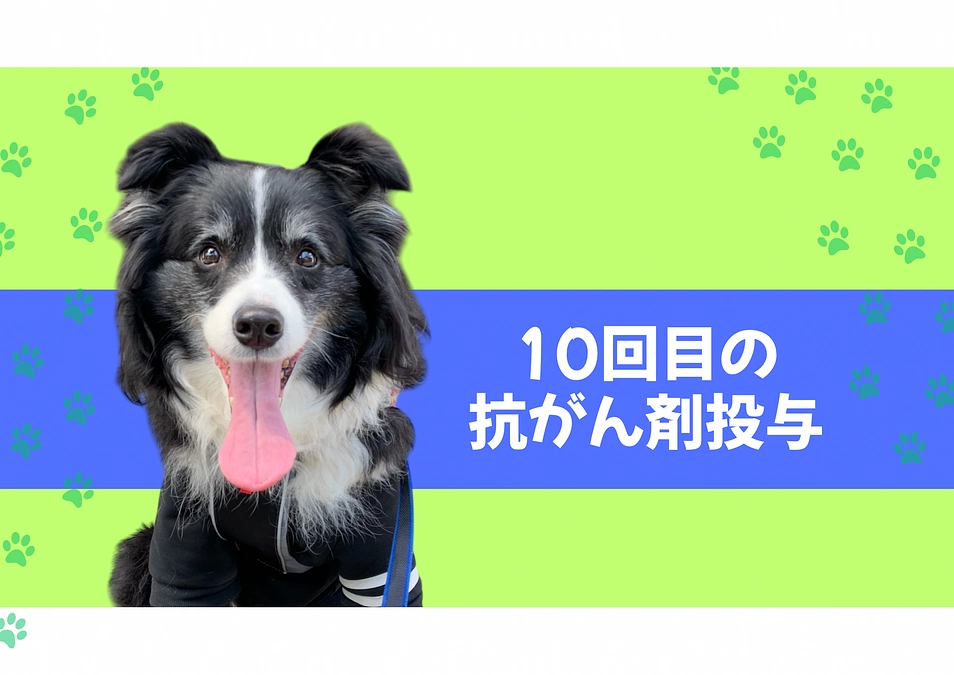 10回目の抗がん剤投与