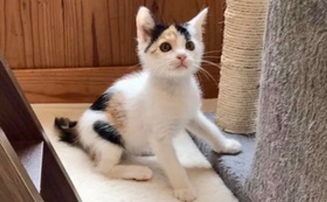 感謝のメール 3000円コース