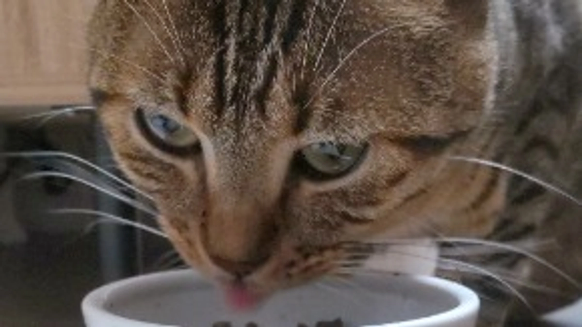 クラウドファンディング　はじまりました