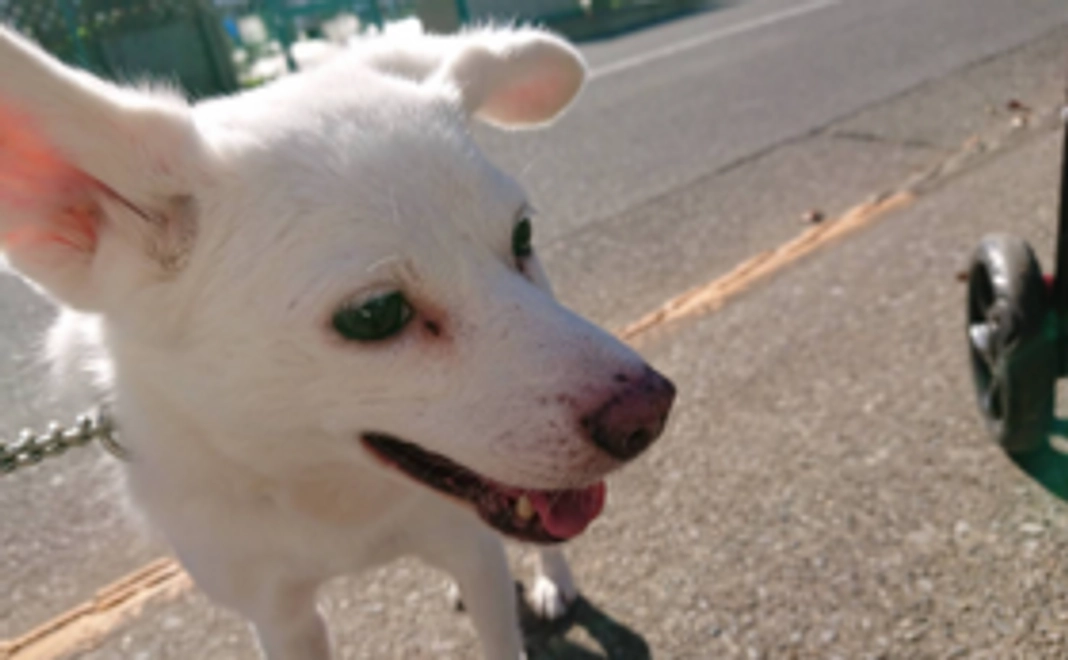 1000円　感謝のお手紙