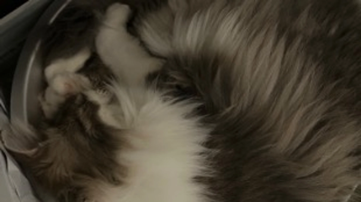 ほっぺと後頭部にしこりが😭