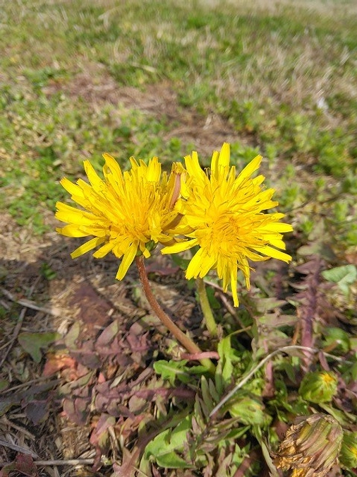 【活動報告114】週刊鹿深の家Vol13　新年度が始まりました