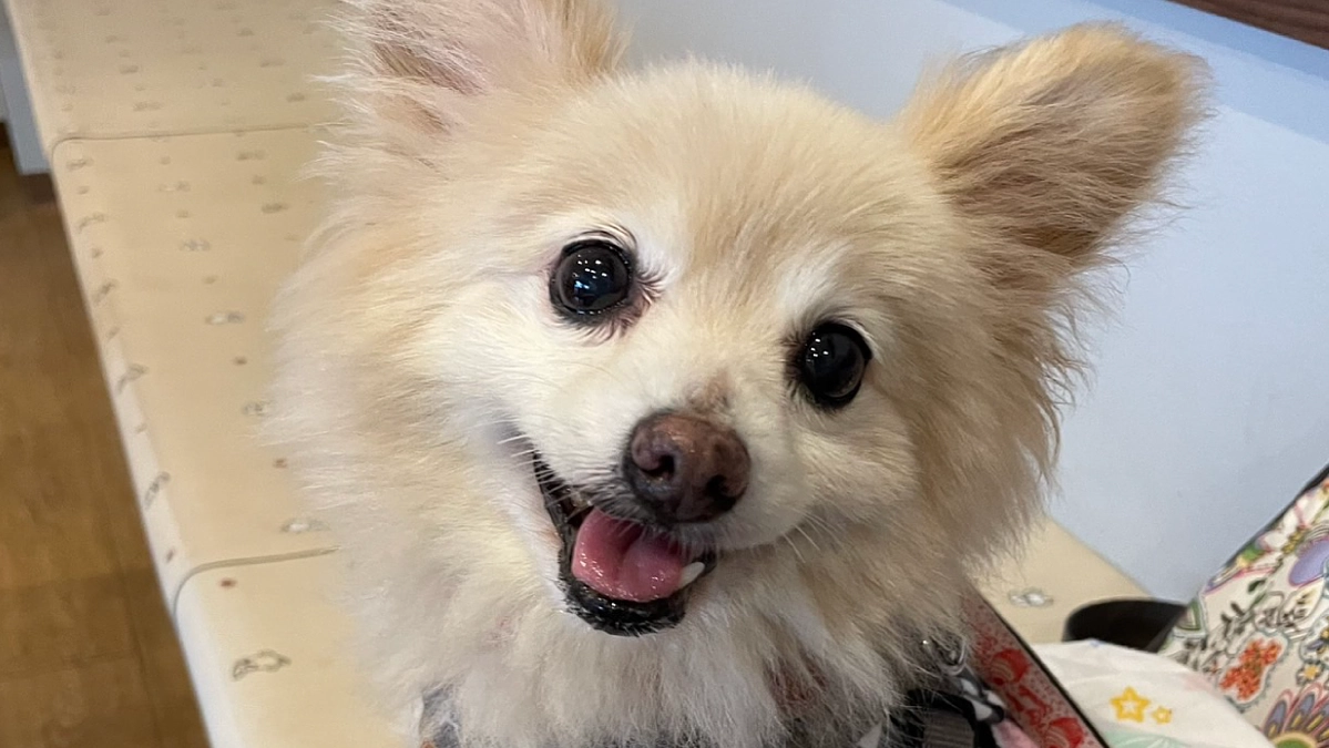 【応援メッセージ】ランちゃんママより応援メッセージをいただきました！