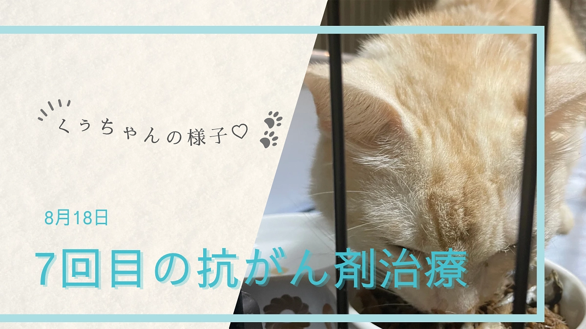 7回目の抗がん剤治療とその後のくぅちゃんの様子