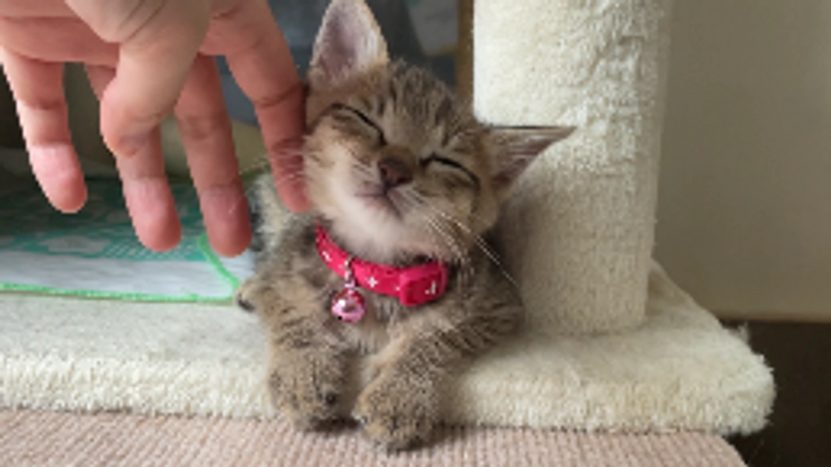 手術日が確定しました。