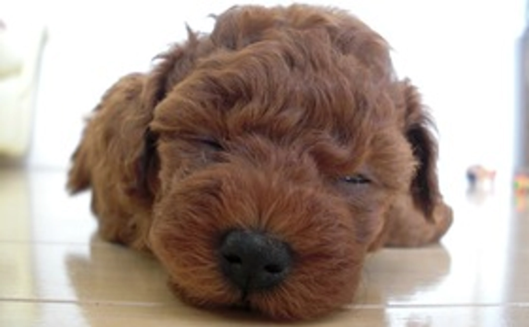 ショコラ応援コース２