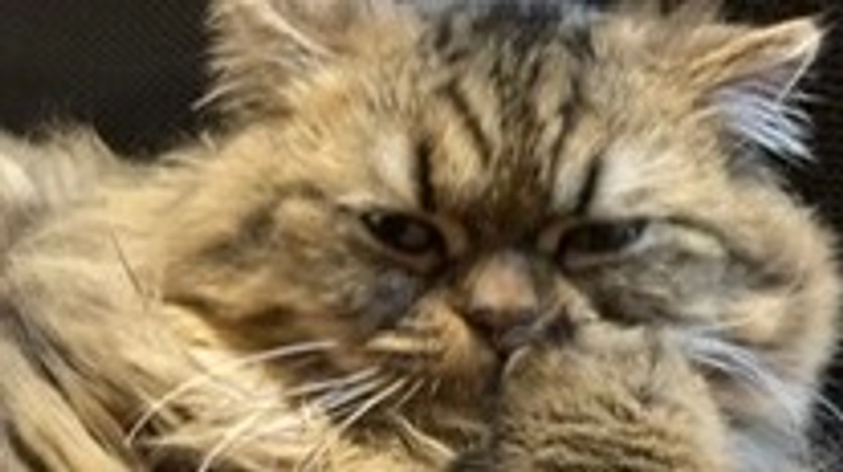 あずきの投薬後