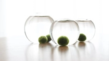 まりも写真の個展開催 のトップ画像