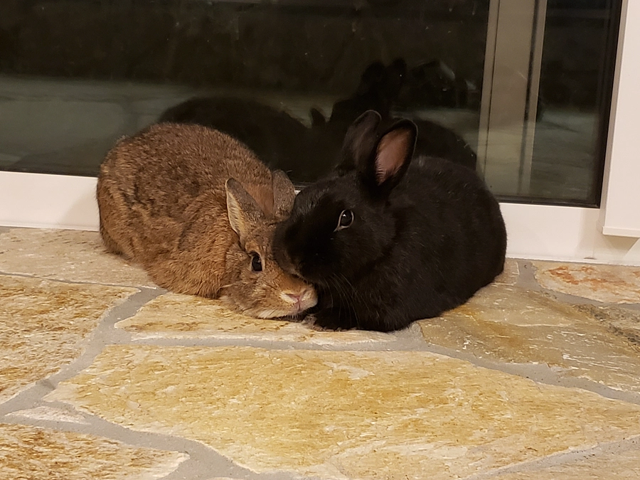 【まさの森活動報告⑧】うさぎさんや齧歯類の歯切りの処置って麻酔するって本当？