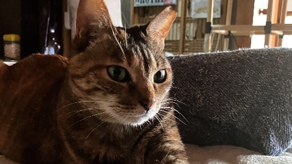 「築港猫俱楽部」さんより応援メッセージ！