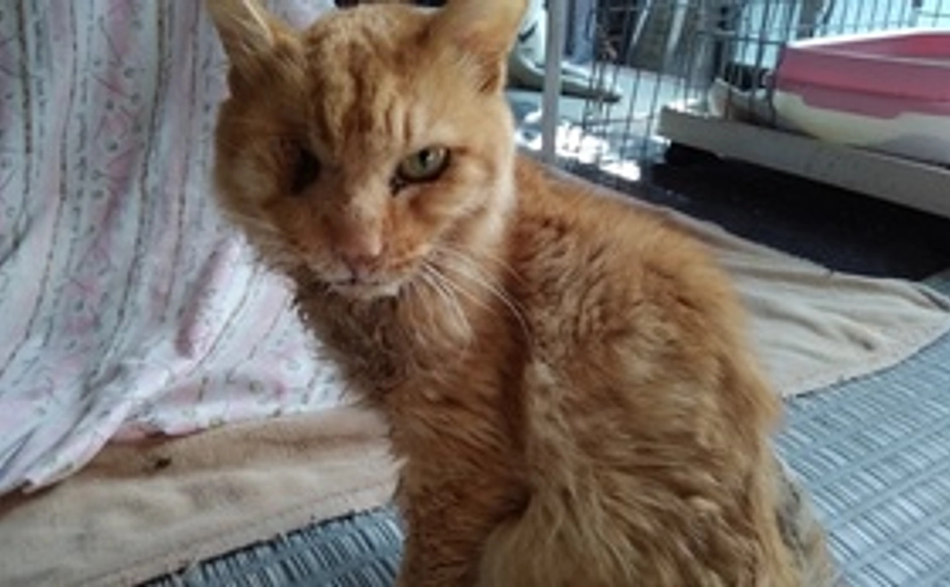 応援3000円コース