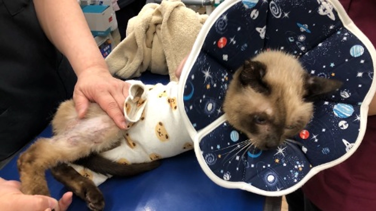 終了日まであと2日！どの子の命も諦めたくない！