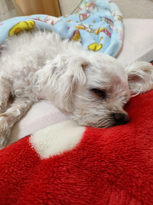 CRP正常値になりました🎉