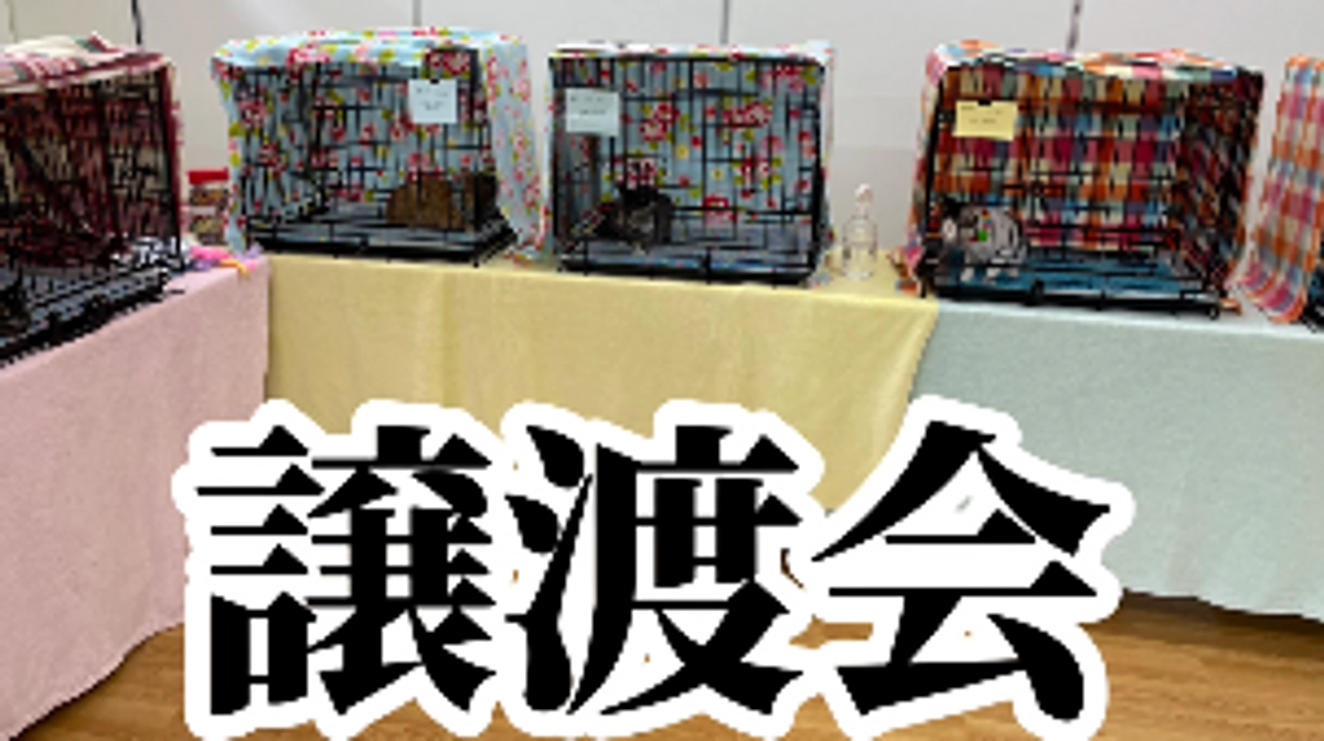 本日は譲渡会のお手伝いに来ました！