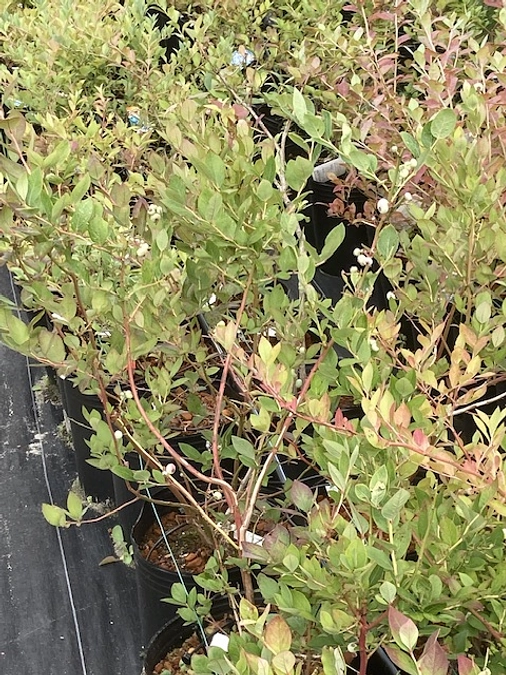 勇の農家さん🧑‍🌾　鳥襲来‼️