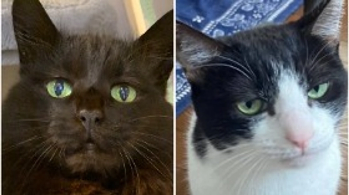 シェルター猫『ふわ』『ちぃ』猫カフェデビュー！