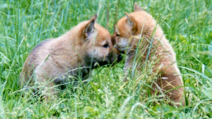 柴犬のルーツ「縄文柴犬」を守るための研修・繁殖を行います！
