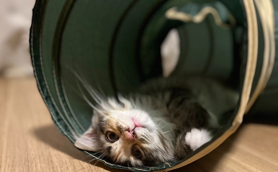 【ベール応援】500円 リターンなし