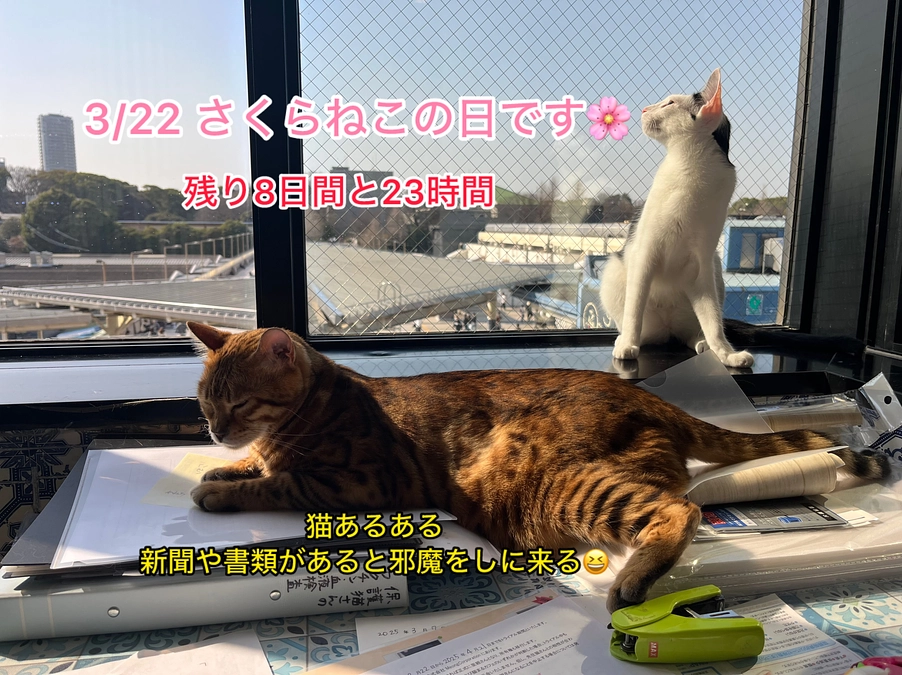 あと55,000円で500万円到達です！＆先生たちのお陰です！！（3/22　あと残り8日と23時間）