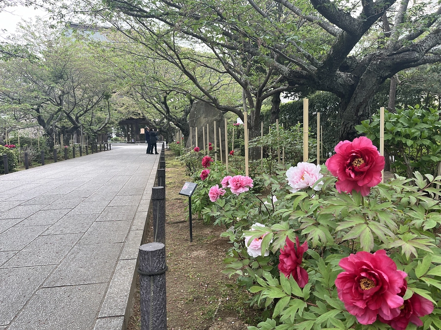 いよいよ明日！お披露目式典