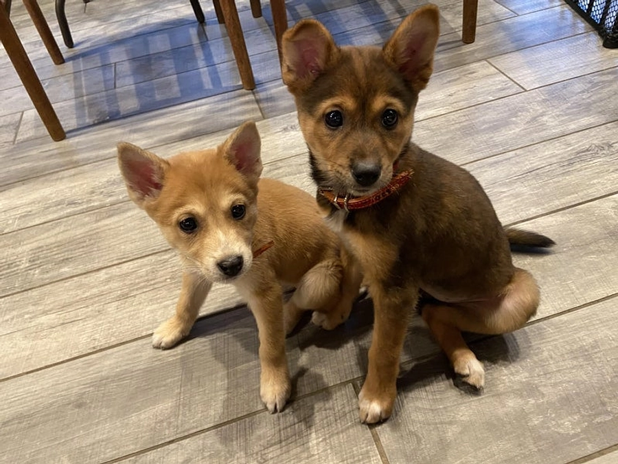 【残り6日！】仔犬のブーケが正式譲渡に！ラナちゃんになりました🐕