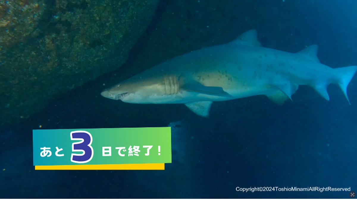 【あと3日】今日のシロワニプチ情報③　〜12月18日のシロワニは誰？〜