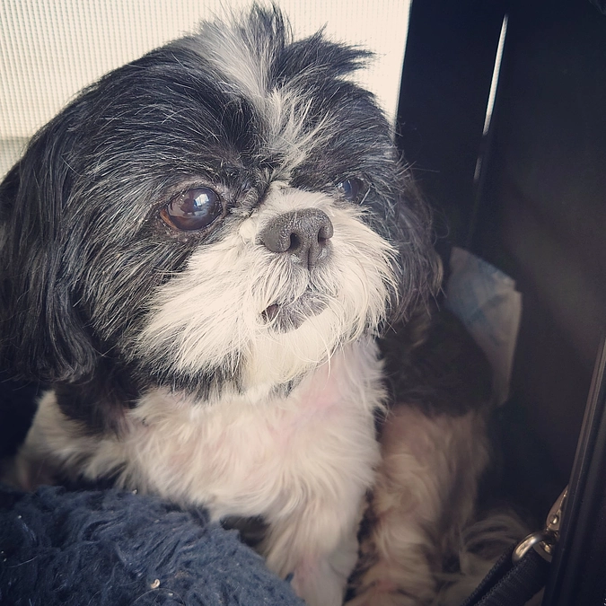 ルーシーが退院してきました。