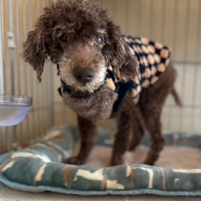 のんくんの病理検査結果がでました。