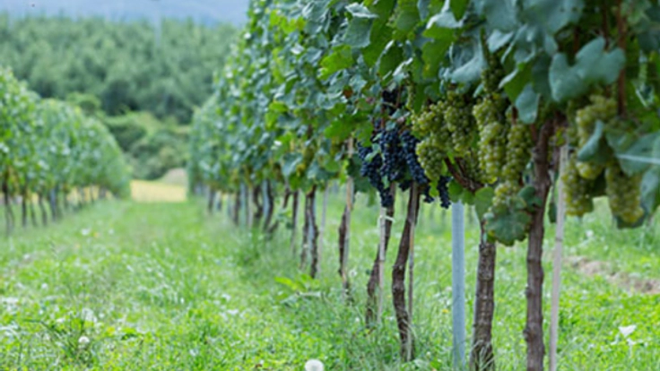 いつかこの地にワイナリー。立科町のブドウ畑を拡大したい。