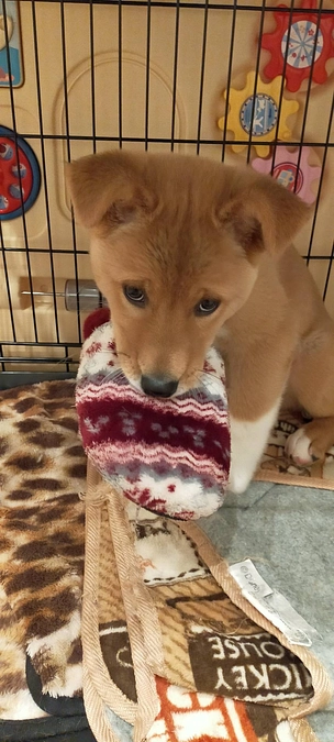 ３期生モカとにこ、そして3.5期生ゴンのその後