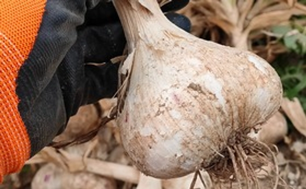 フレッシュにんにく500g