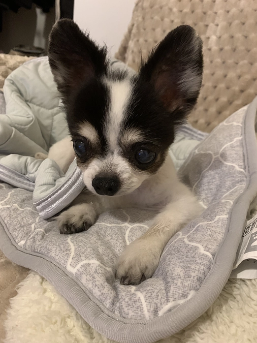 術前検査、手術について。