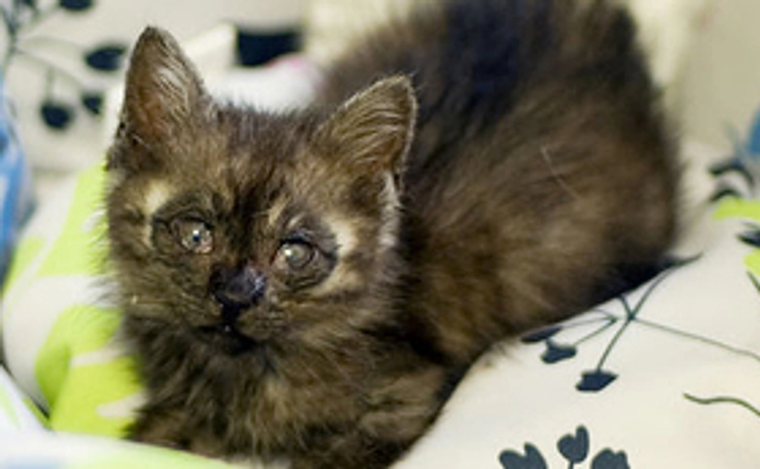 「プーちゃん」応援コース3000