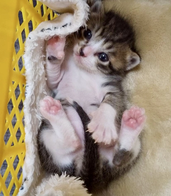 挑戦中クラファン命名権コースの猫ちゃんたちご紹介