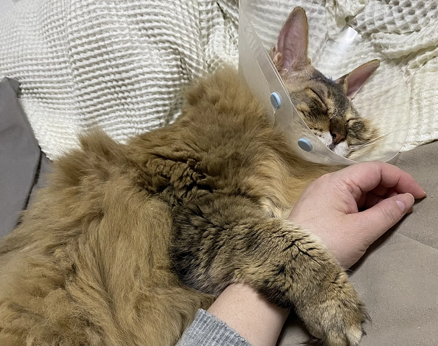 術後のルウのトイレ事情について