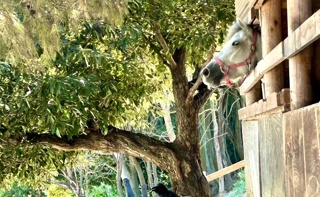 ホースリトリート体験 & お礼の手紙（3万円）