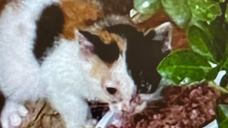 韓国の真冬は極寒の中で産まれて間も無く消えゆく命を救うためにTNR