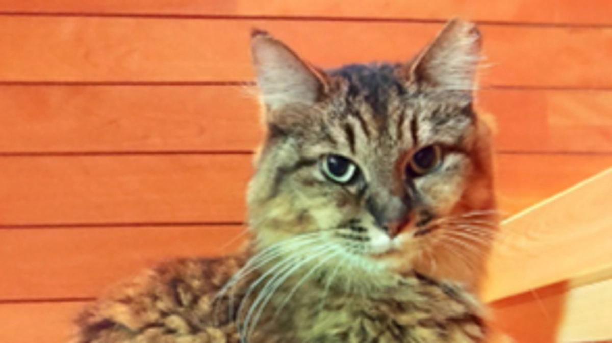 プロジェクト達成いたしました！