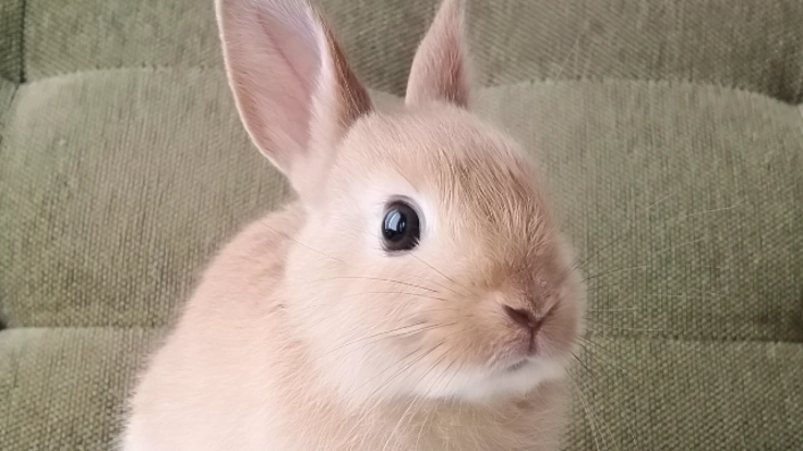 うさぎの命を守りたい