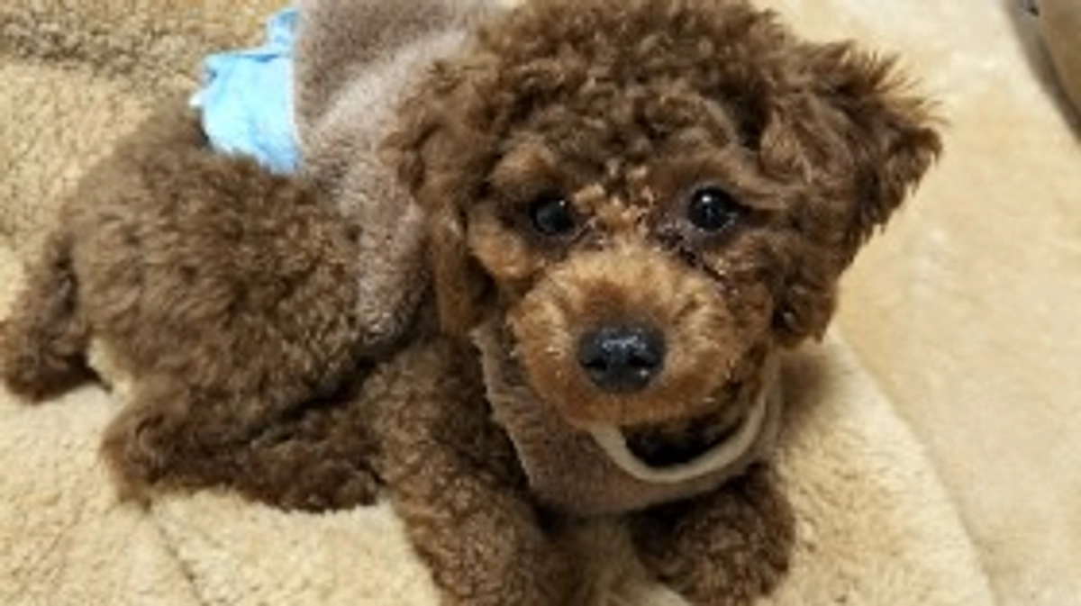 残り4時間となりました。