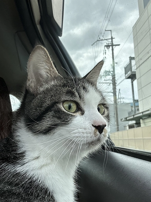 注射の後が化膿してきました。