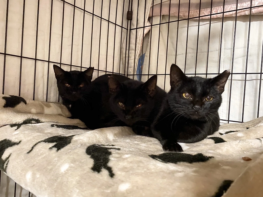 【リターンコース名の猫ちゃん紹介】ロナとドナそしてハロとサム