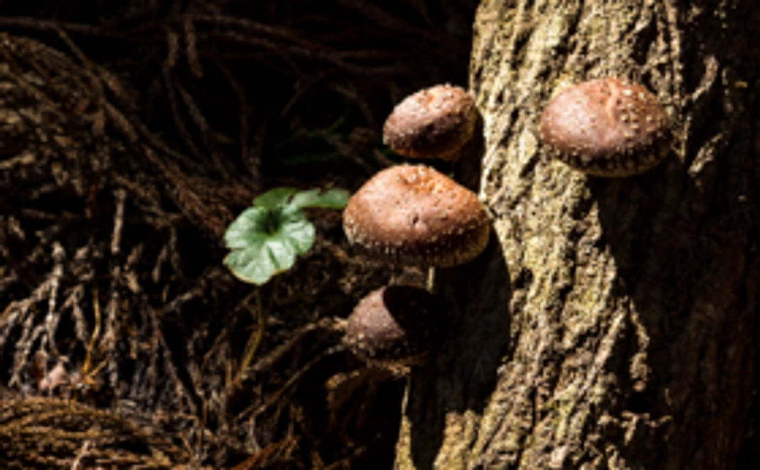 【READYFOR限定】独自の栽培方法で育てた高級原木椎茸をお届けします！