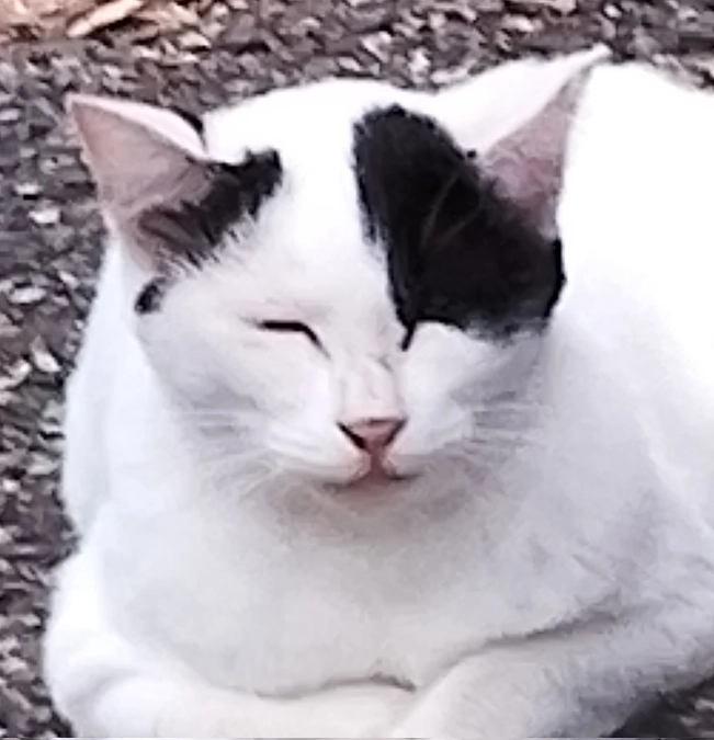 サクラ猫が遺棄されました。